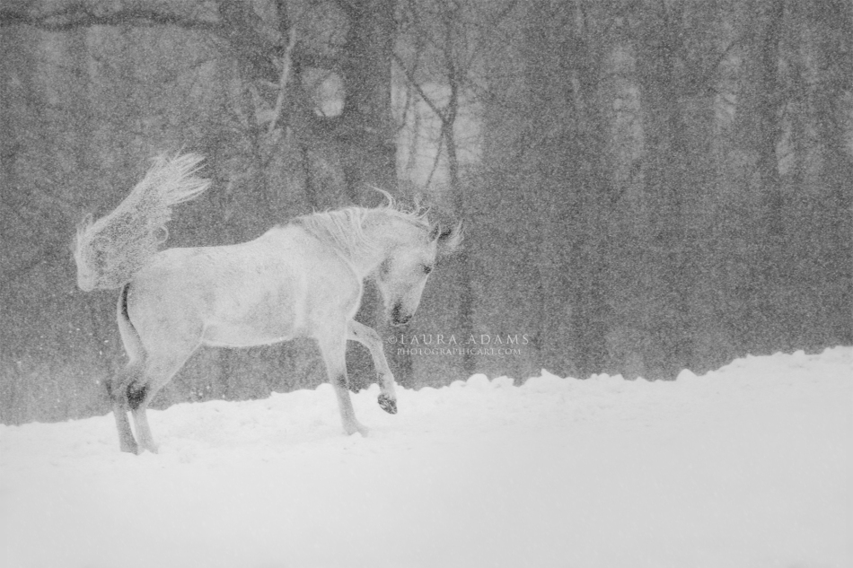 Be Fearless in Your Pursuit by Michigan Equine Photographer Laura Adams.jpg